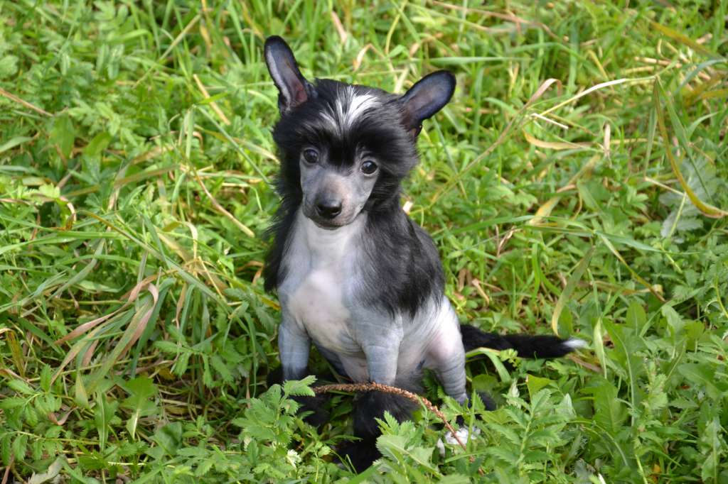 Feeriya Magic Black Perfection