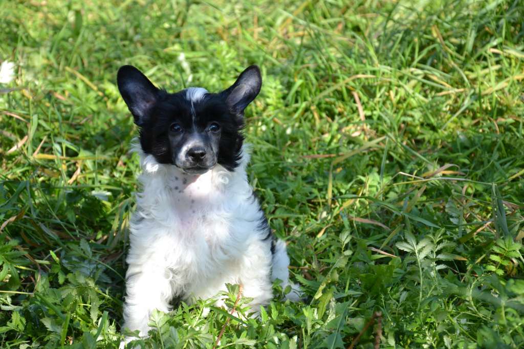 Feeriya Magic Blackberry Sweet