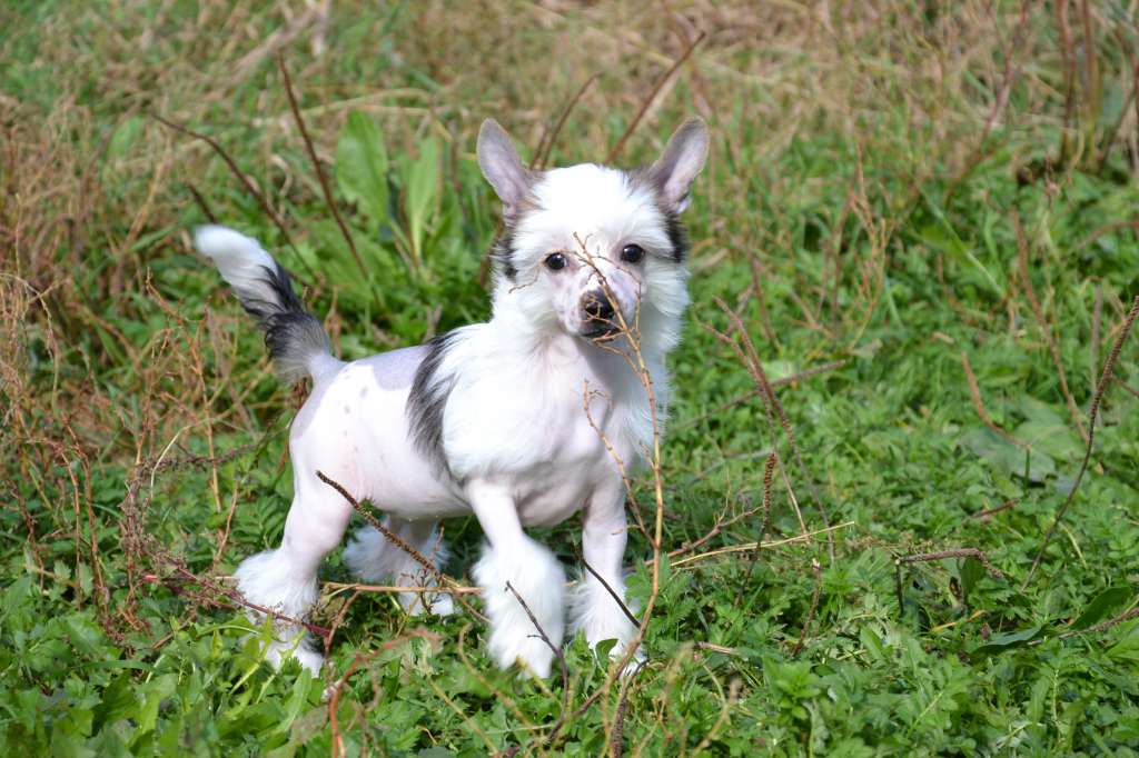 Feeriya Magic Beautiful Dream