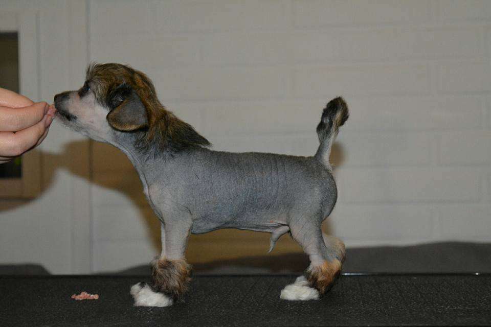 Fiabella's Frezza Mocca