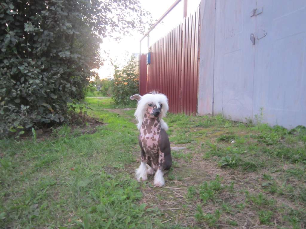 Tamerlan Beshtau Ustoyat' Nevozmozhno