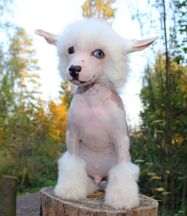 Angel O' Check Diamand Blue