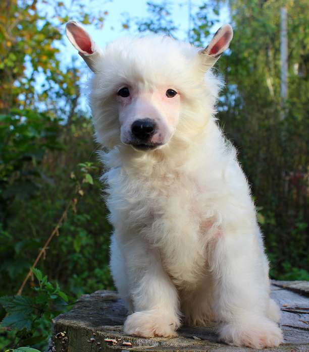 Angel O' Check Indikator