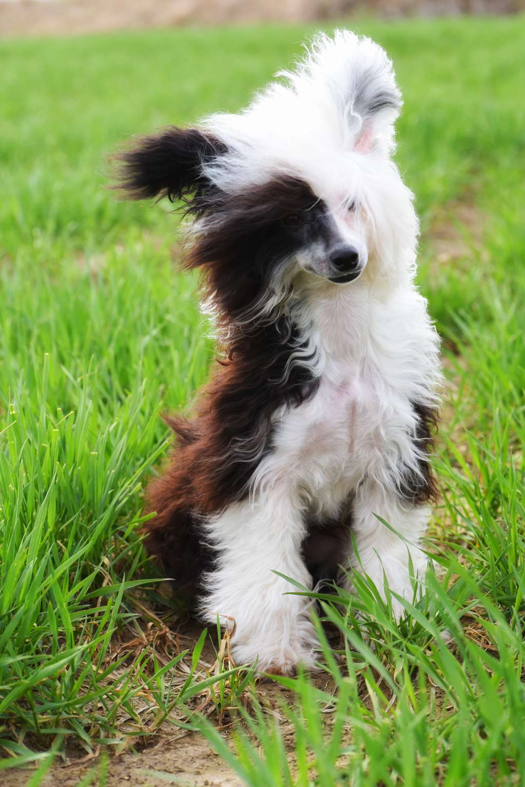 Angel O' Check Indianka