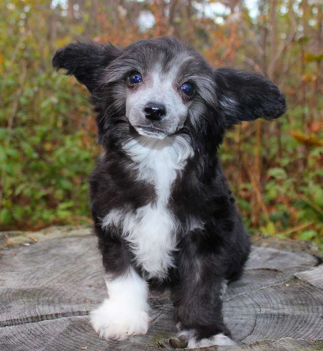 Angel O' Check Zaika