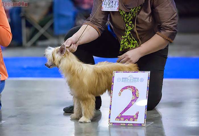 Prada The Star of Triads