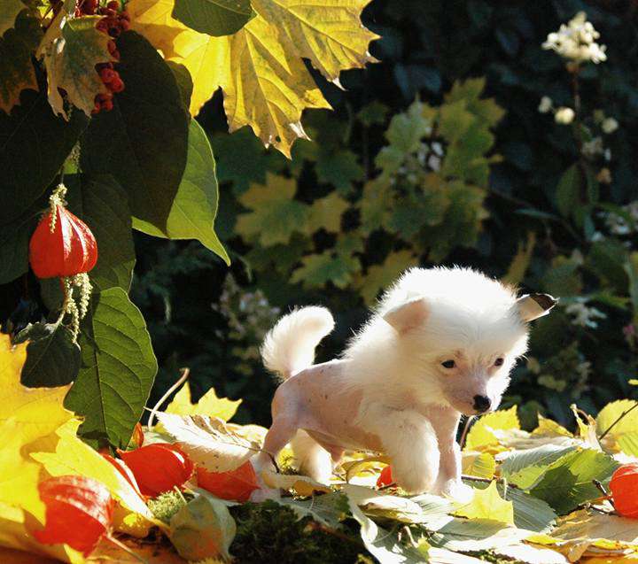 Star Show Bon Ami Galileo