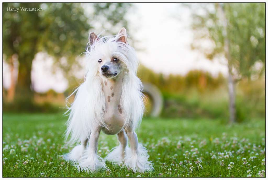 Zaico  Winning Smile