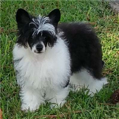 Wyldhair-Marquis Puff The Majik Dragon PP