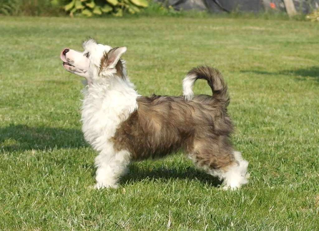 Mano Ponis Iliuminacija