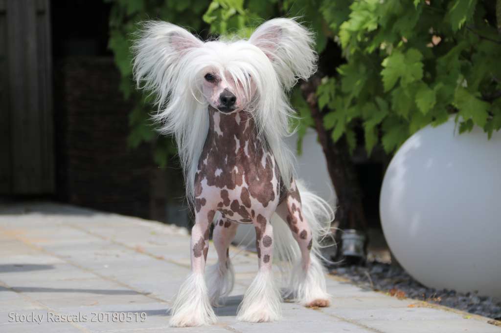 Stocky Rascals Our Little Star