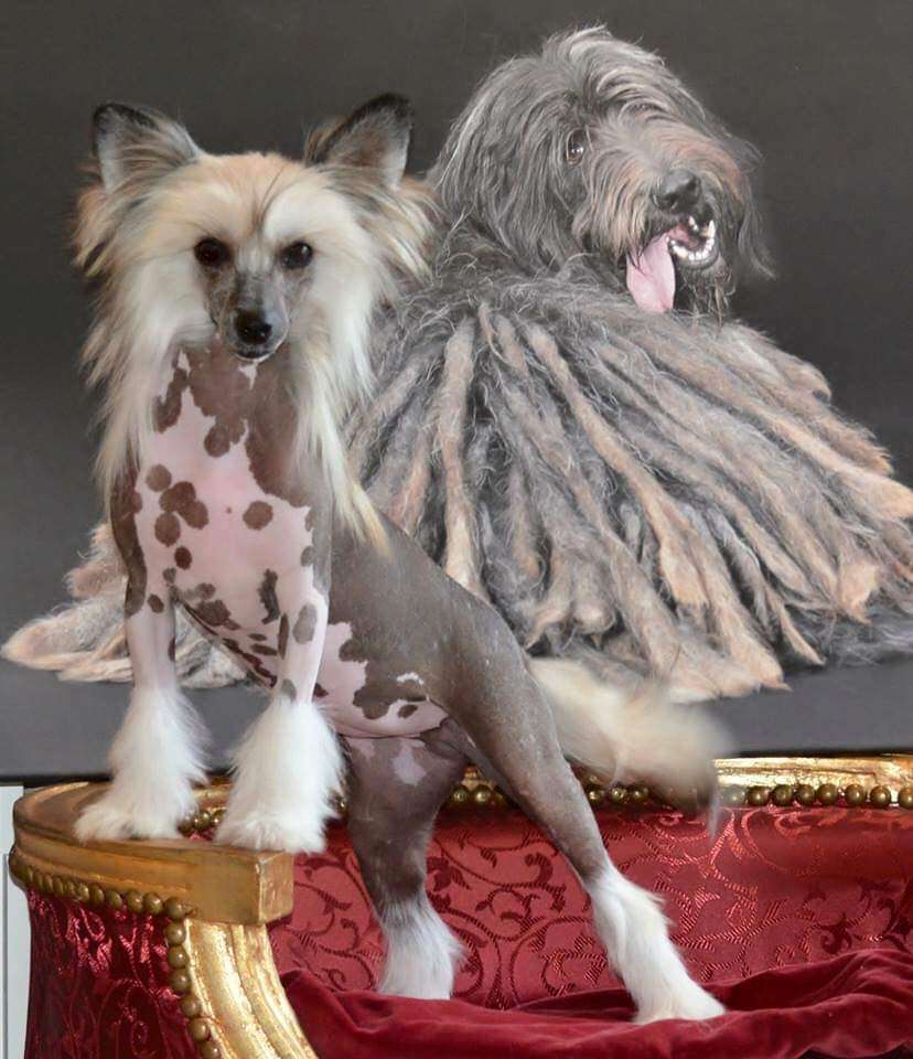 Mimi Dog Doll Bravado