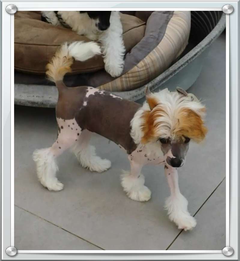 Linus Chérubini des Picholines