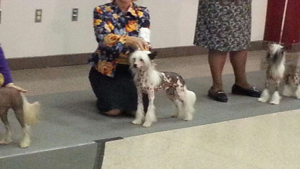 Lacshen's Chips Ahoy