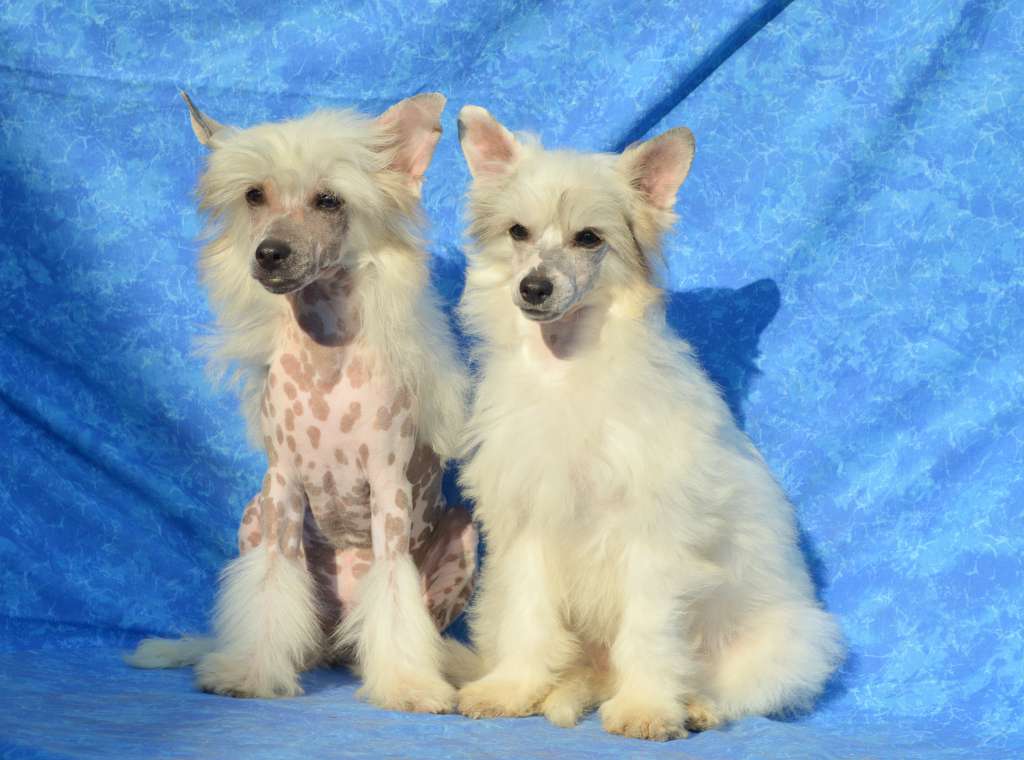 Holiday on Hawai z Andelovy dlane