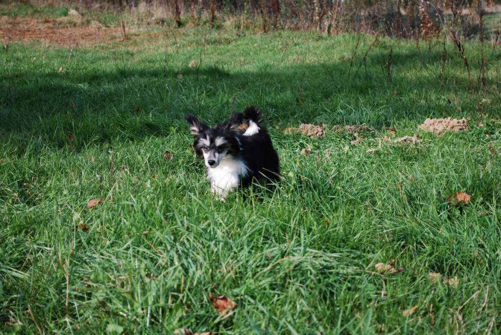 Icon of style Epocha