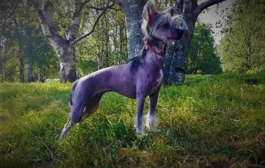 Bin Way's Zing'n Sassy Neveah