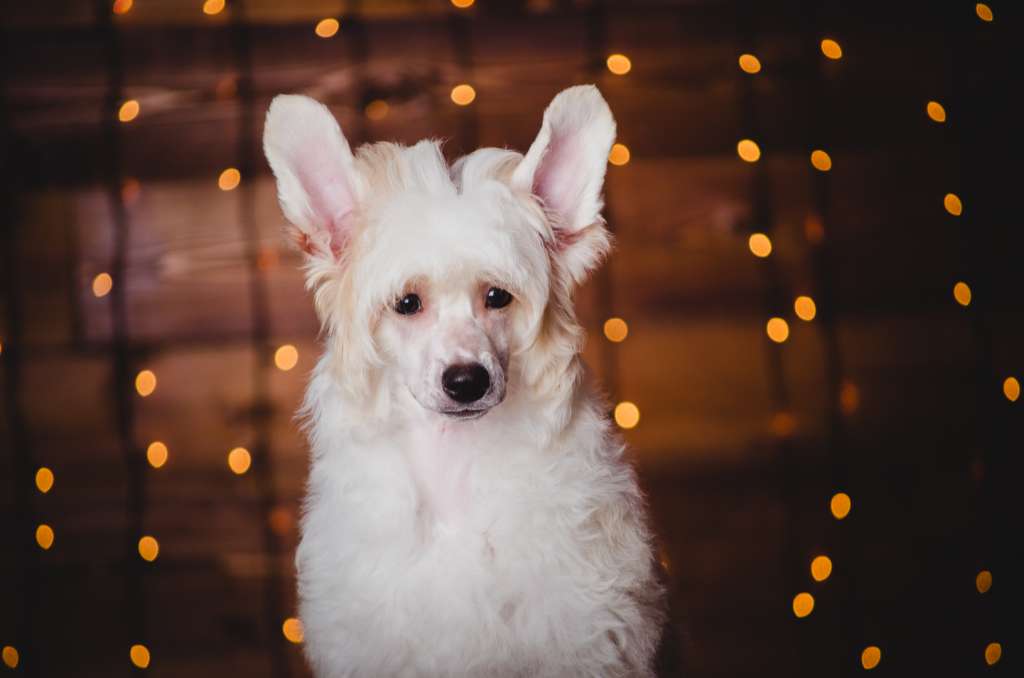 Anna Sky Kennel Pancake