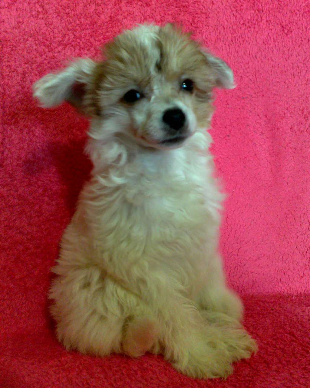 Nikoletta Chinese Star