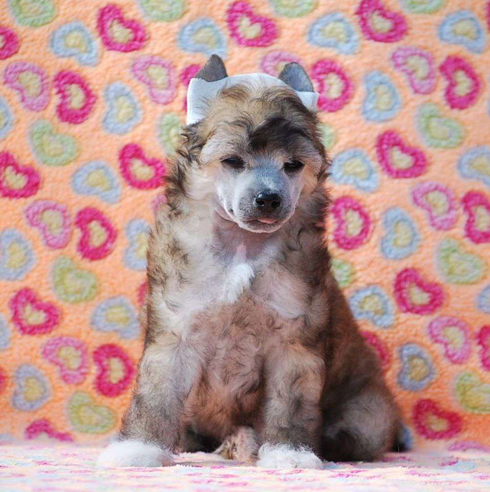 Little Dog Of Dream Le King