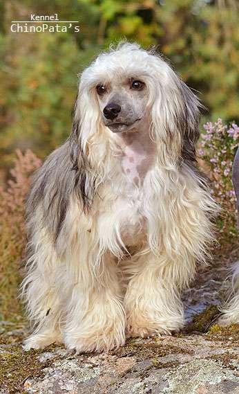 ChinoPata's Heavy Metal Jesus