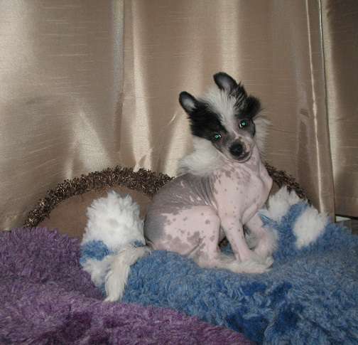 Bin Way's Zen'n Wise Wizard