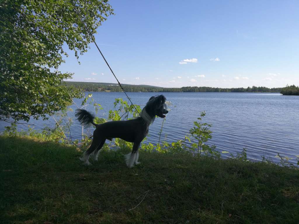 Bin Way's Zoomy'n Fun Whistler