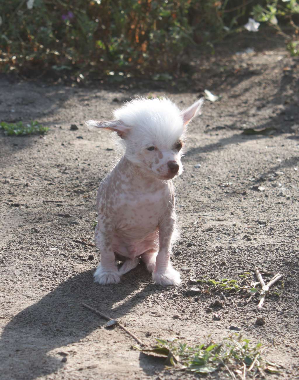 Beylis Bliss Aji iz Clana Timurlana