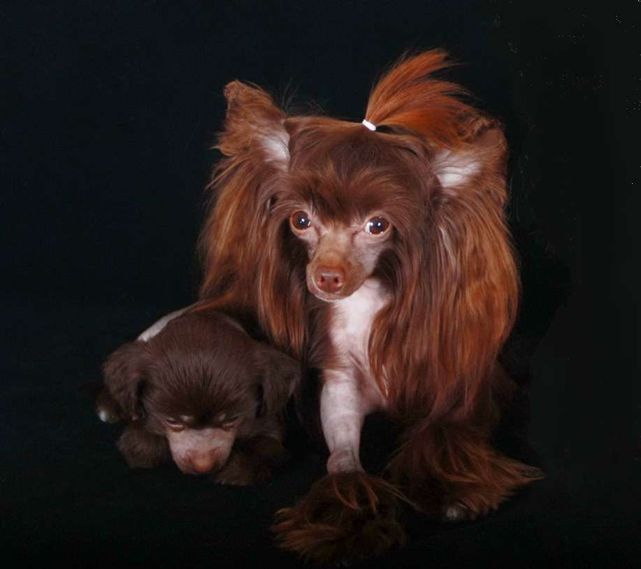 Luksorius Felicity of Paradise