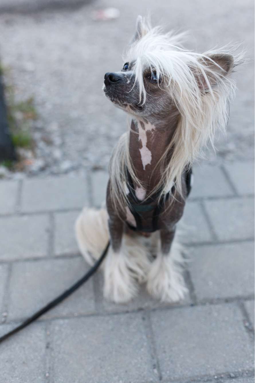 Speechless Zeus The Mighty Ruler