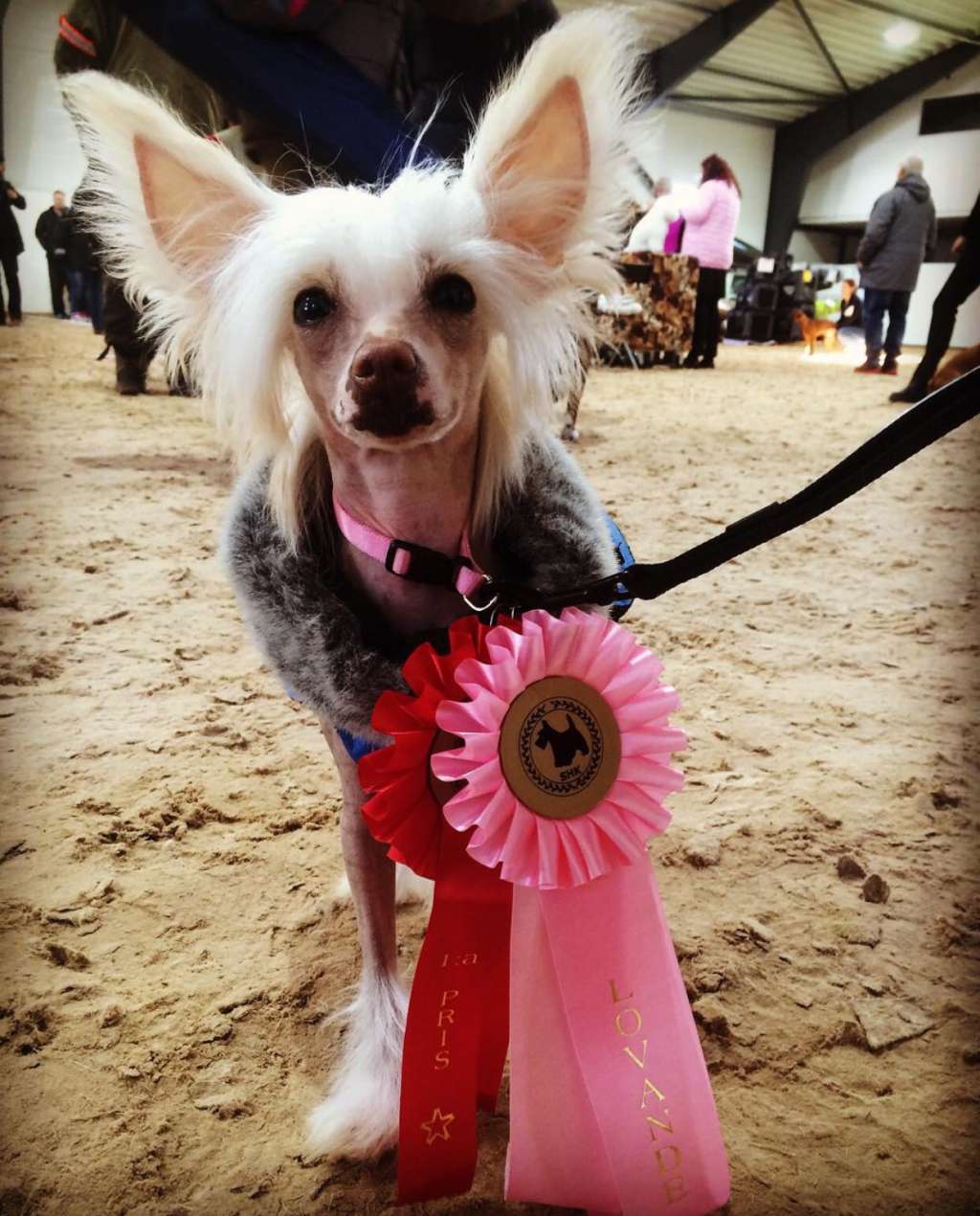 Speechless Nike Goddess Of Victory