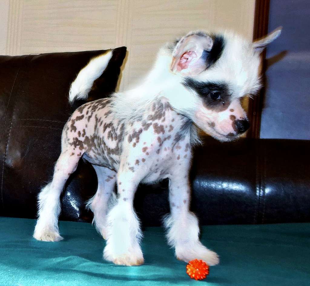 Millenium Pride Danica White Mane.