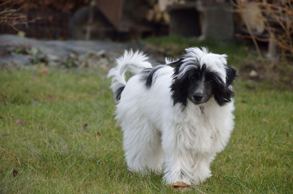 Atrey Falco Chupaca Bras