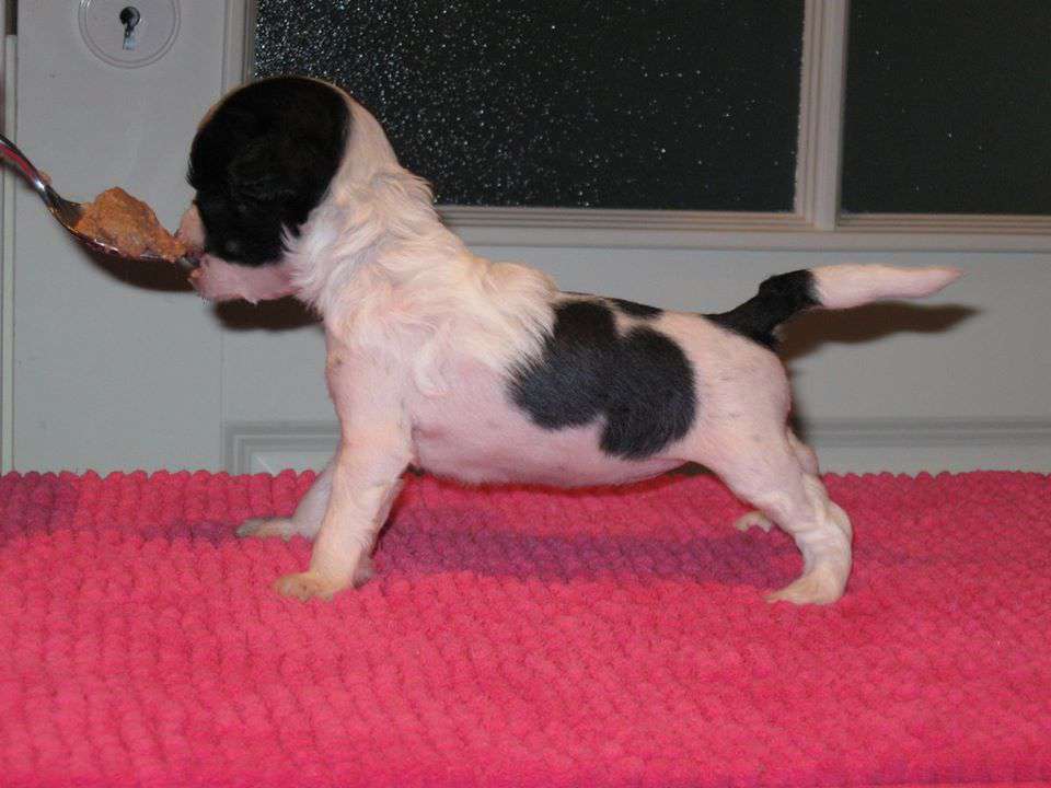 Tapi-Tapi Glamour Doll