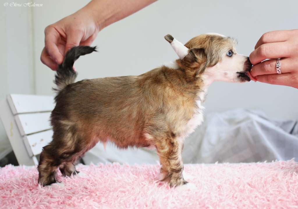 Xtra Bold Papa Pear Saga