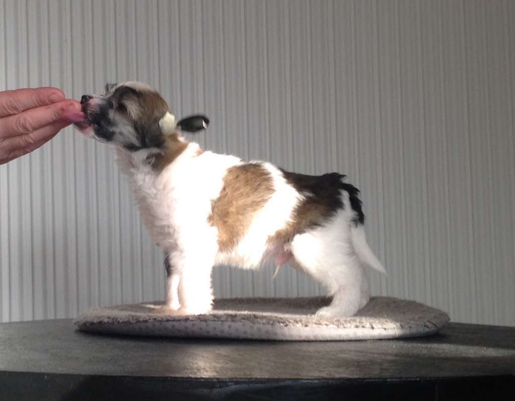 Mamres Excellent Kent