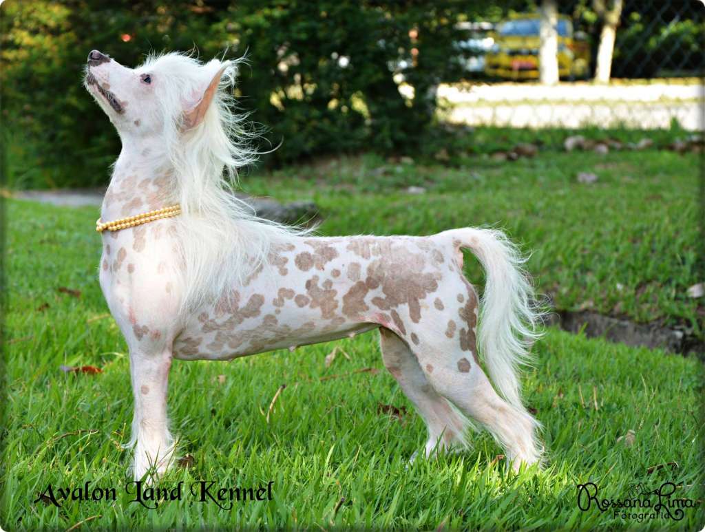 Hl Carlota of Avalon Land