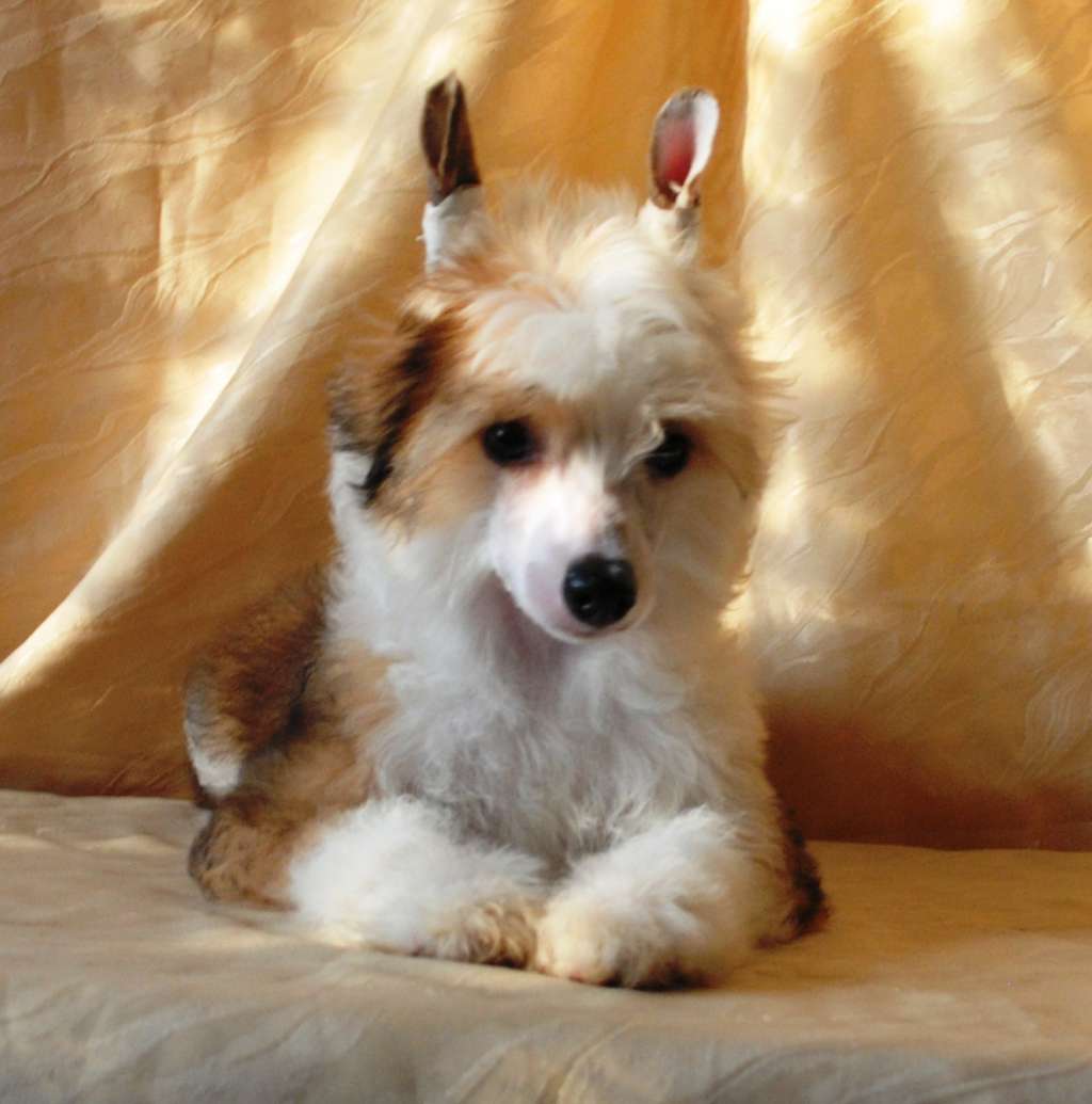 Wild Orchid Dom Risorto