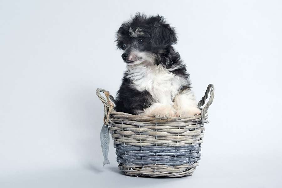 Shelcovij Shlejf Garibaldi