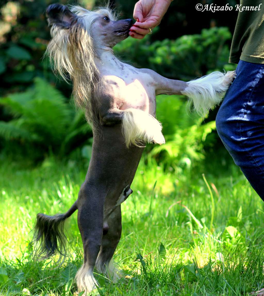 Calkowicie Oddany Pretensja