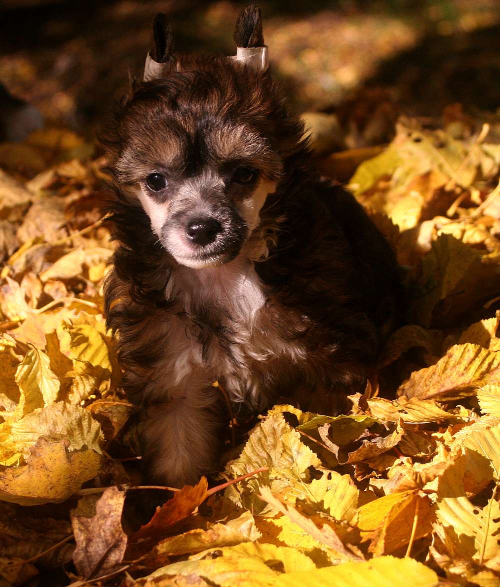 Edcullen's Glade Etepetete