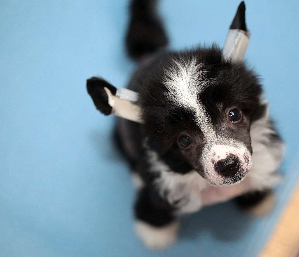 Smart  Style  Sentimenta