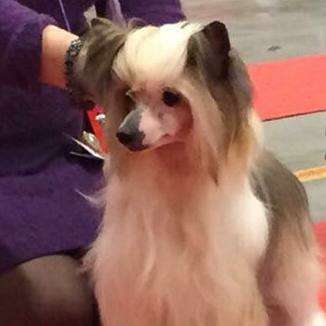 Chien Feerique's Lana Lombardi