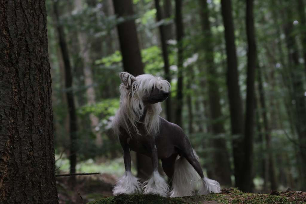 Destiny von Panaluna