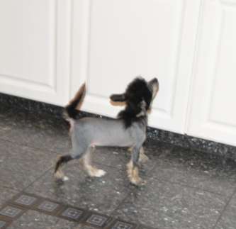 D'artagnen von Panaluna