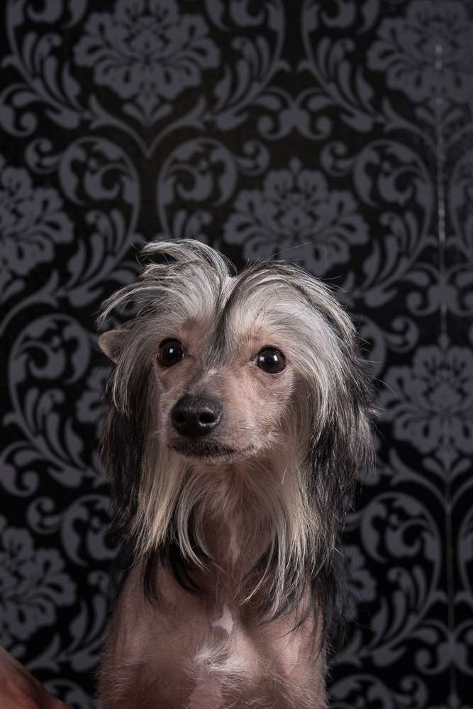 Troublemaker's Avanti Galoppi