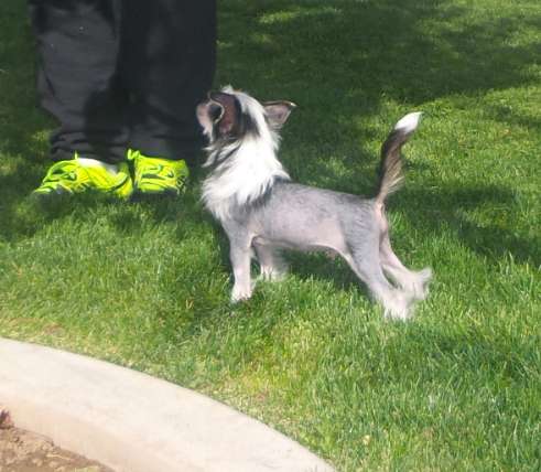 Famous Stardust of Valor be Heaven Sent