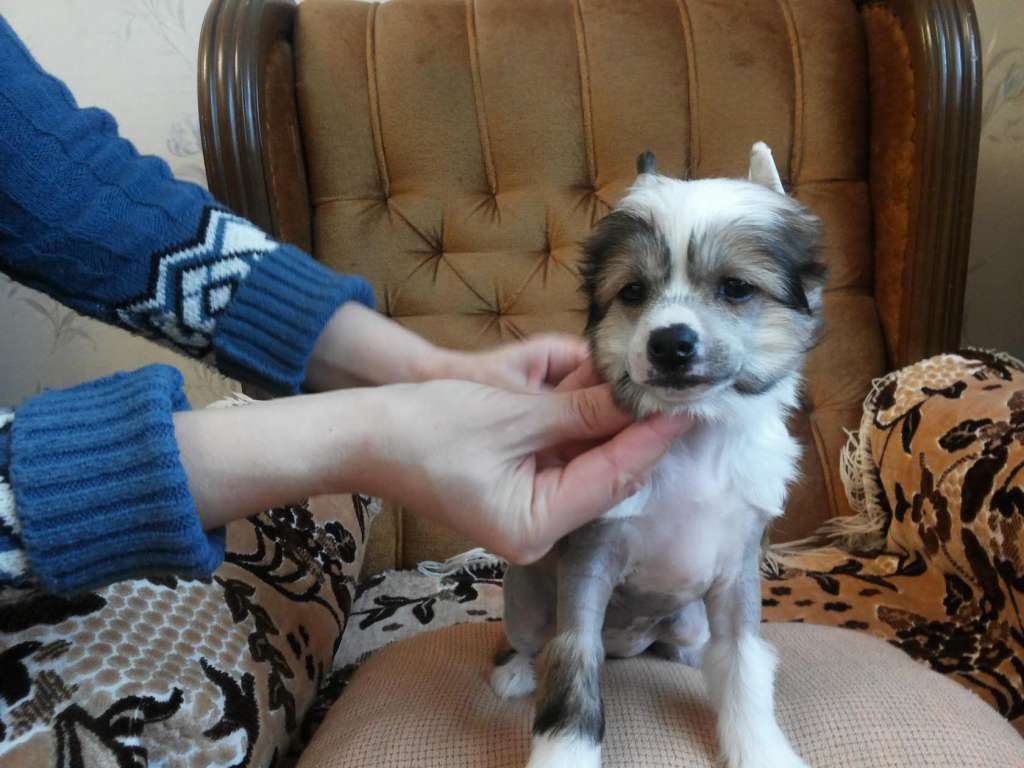 Berenik Pandora Sheila