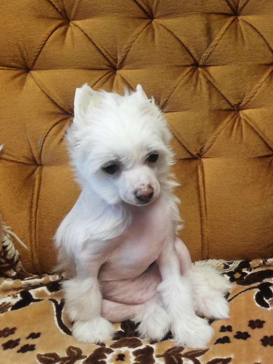 Berenik Pandora Sherri