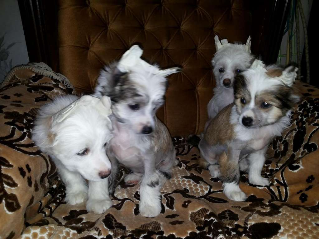 Berenik Pandora Shelly